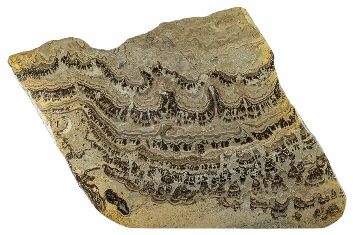 Devonian Stromatolite Slab - Orkney, Scotland #281619